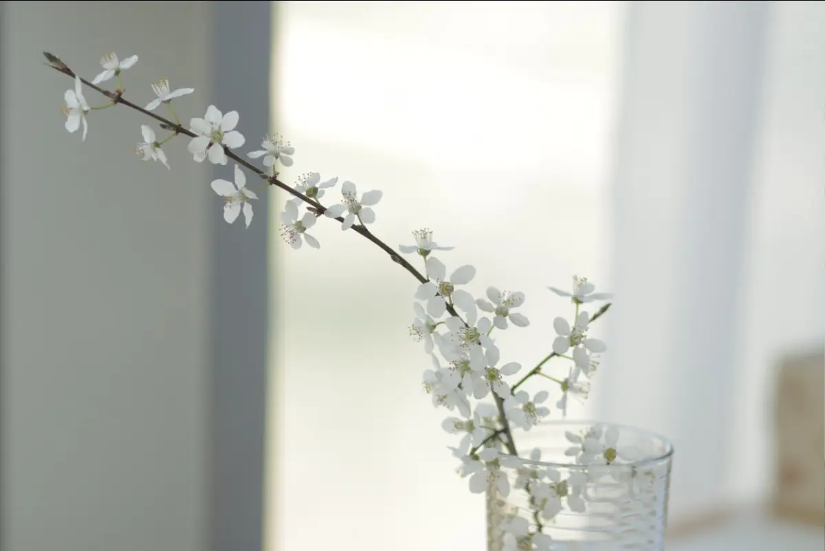 Das Bild zeigt einen dünnen Zweig mit vielen kleinen, weißen Blüten. Der Zweig steht in einem klaren Glas mit Wasser. Er ist leicht nach oben gebogen und wirkt zart und lebendig.  Im Hintergrund ist ein heller Raum zu sehen. Das Licht fällt weich auf die Blüten und schafft eine ruhige, angenehme Stimmung. Alles wirkt klar, leicht und harmonisch.  Die Blüten stehen für Wachstum, Veränderung und Schönheit in jeder Lebensphase. Das Bild passt gut zum Thema Positiv Altern. Es zeigt, dass Entwicklung und neue Erfahrungen auch im späteren Leben möglich sind und dass darin etwas Schönes und Wertvolles liegt.