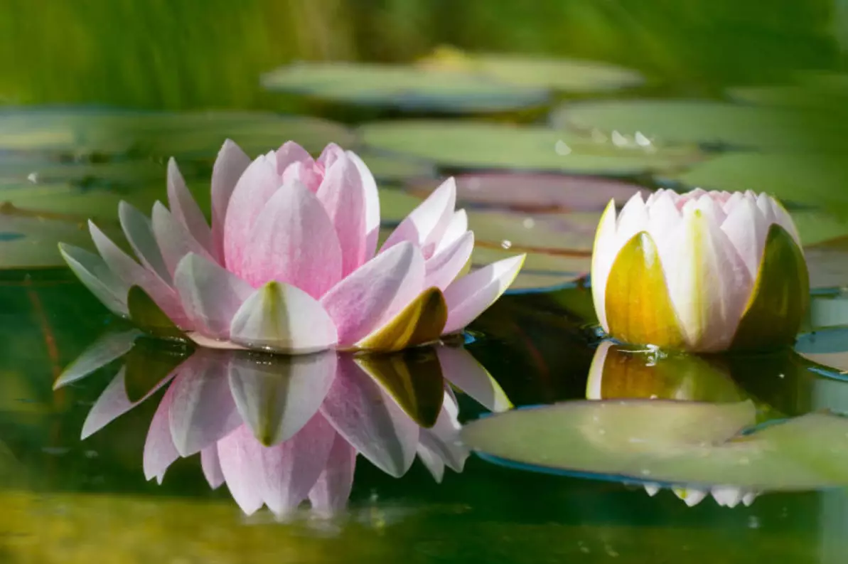 Zwei Seerosen auf einem Teich, die aufblühen.